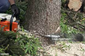 Best Emergency Tree Removal  in Hughson, CA