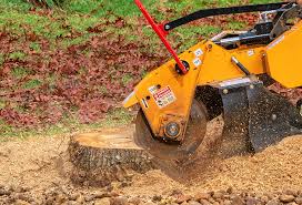 Best Tree Disease Treatment  in Hughson, CA