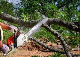  Hughson, CA Tree Care Pros
