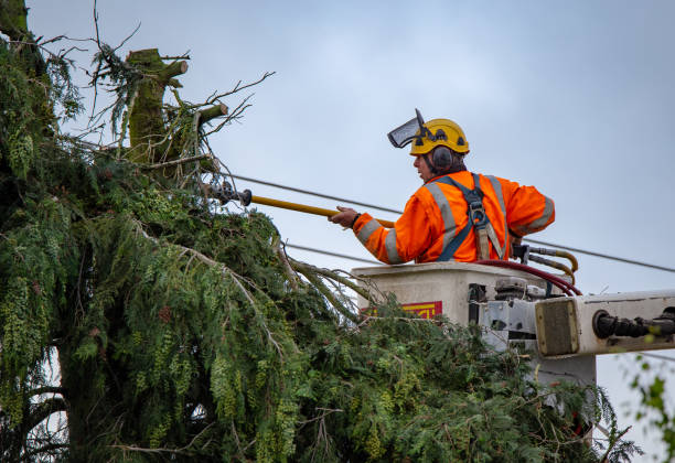 Best Tree Maintenance Programs  in Hughson, CA