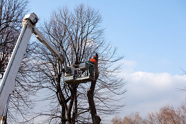 Best Arborist Consultation Services  in Hughson, CA