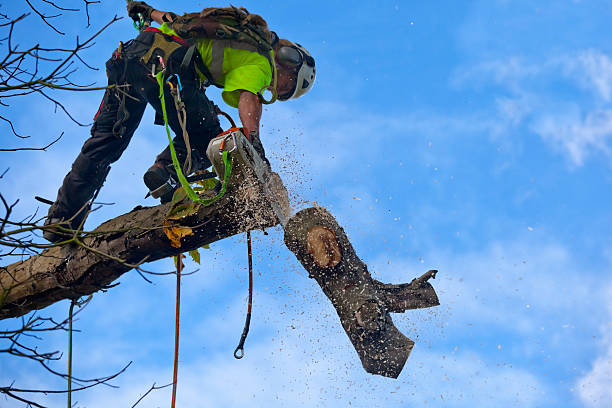 Best Hazardous Tree Removal  in Hughson, CA