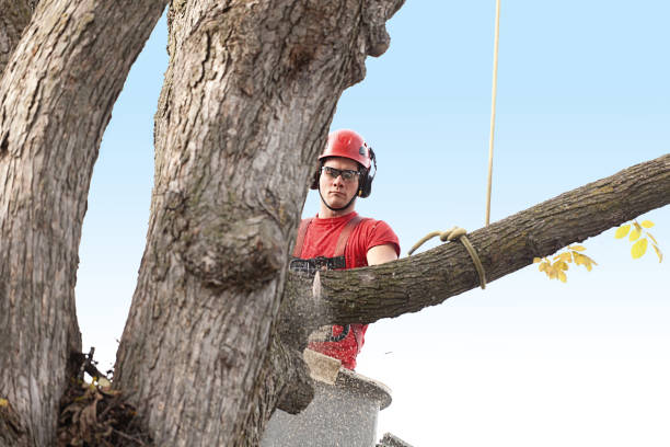 Trusted Hughson, CA Tree Care Experts