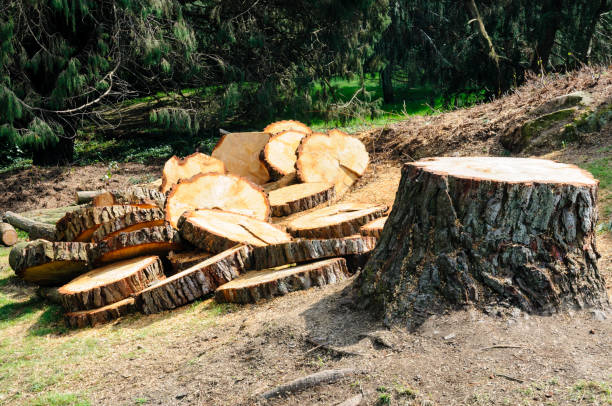 How Our Tree Care Process Works  in  Hughson, CA